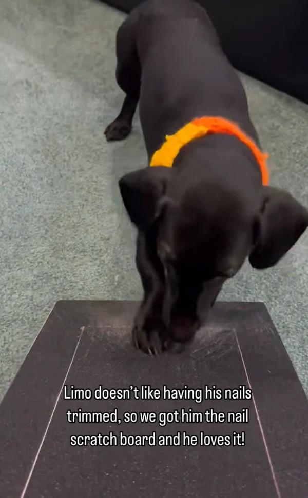 Träklösare för hunda