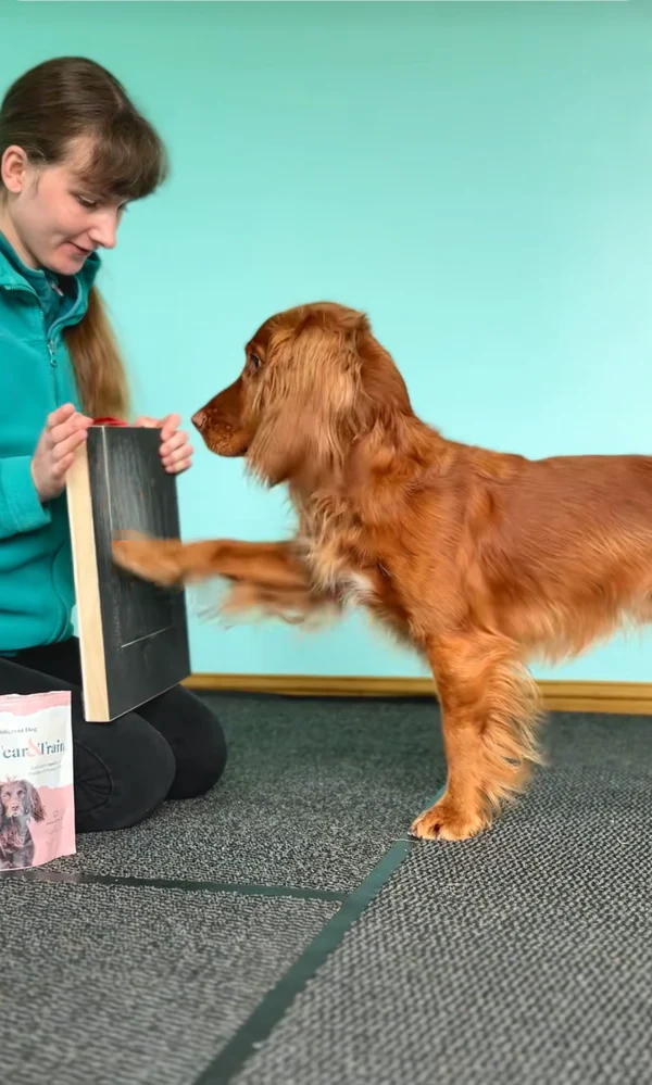 Träklösare för hunda